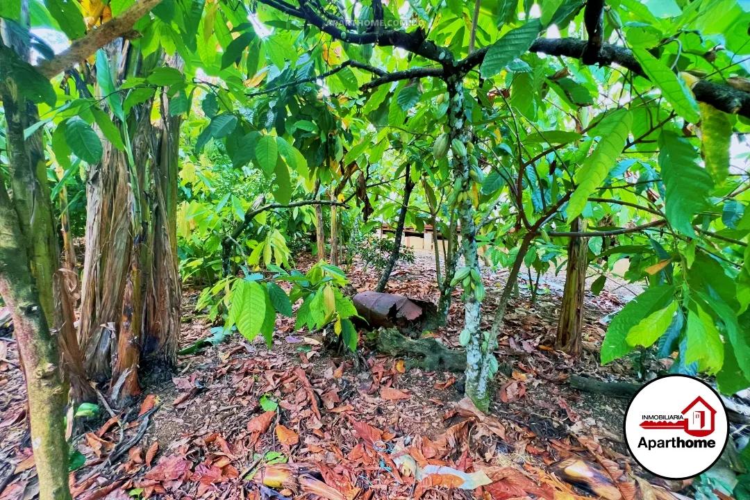 Finca con 1,411 Tareas de Cacao en República Dominicana - 8