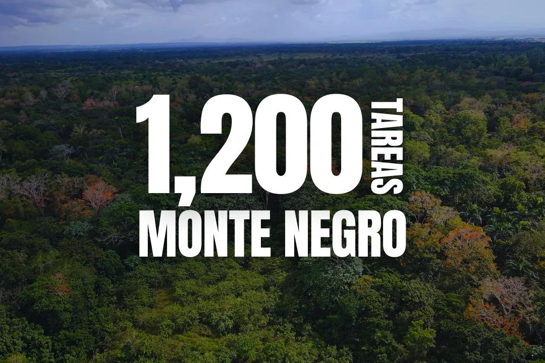 Finca Cacaotera de 1,200 Tareas en Monte Negro - Ideal para Inversión Agrícola en República Dominicana